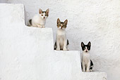 CAT 03 KH0131 01
Three Greek Island Kittens Sitting On White Stairs
