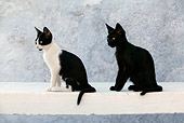 CAT 03 KH0141 01
Black And White And Black Greek Island Kittens Sitting On White Wall