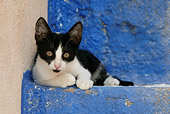 CAT 03 KH0148 01
Black And White Greek Island Kitten Laying On Blue Stairs