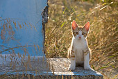 CAT 03 KH0178 01
Orange Tabby And White Greek Island Kitten Sitting On Cement By Grass