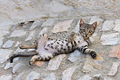 CAT 03 KH0197 01
Gray Tabby Greek Island Kitten Laying On Back