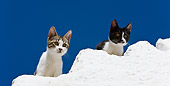 CAT 03 KH0206 01
Two Greek Island Kittens Peeking Over White Wall