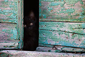 CAT 03 KH0210 01
Black Greek Island Kitten Peeking Out Of Green Wooden Shutter