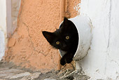 CAT 03 KH0211 01
Black Greek Island Kitten Peeking Out Of Pipe In Wall