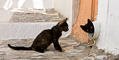 CAT 03 KH0213 01
Tortie Greek Island Kitten Looking At Black Greek Island Kitten In Pipe In Wall