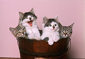 CAT 03 RK1757 11
Kittens Sitting In Wooden Bucket Pink Background