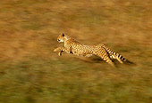 CHE 01 RK0013 14
Profile Shot Of Cheetah Running On Grass