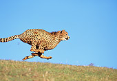 CHE 02 RK0003 10
Cheetah Running Profile Shot On Green Grass With Legs In Air At Dusk Blue Sky
