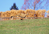 CHE 02 RK0006 10
Cheetah Running Profile Shot On Green Grass Legs In Air By Hay Stacks And Trees Blue Sky