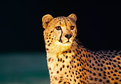 CHE 02 RK0059 01
Shoulder Shot Of Cheetah Standing Looking Away Orange Lighting