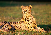 CHE 02 RK0060 05
Cheetah Laying On Grass