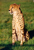 CHE 02 RK0105 06
Cheetah Sitting On Grass