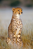 CHE 02 KH0001 01
Cheetah Sitting On Savanna