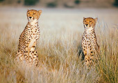 CHE 02 KH0002 01
Two Cheetahs Sitting On Savanna