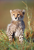 CHE 02 KH0003 01
Cheetah Cub Sitting On Savanna