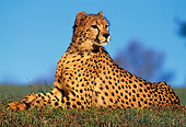 CHE 02 RK0023 10
Cheetah Laying On Grass Hill Looking Away Blue Sky