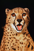 CHE 02 RK0031 10
Shoulder Shot Of Cheetah With Mouth Open Teeth Showing Snarling Facing Camera Black Background