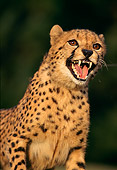 CHE 02 RK0035 02
Cheetah Laying On Grass Facing Forward Looking Away On Grass Black Background