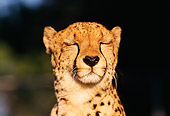 CHE 02 RK0088 01
Close Up Head Shot Of Cheetah Facing Camera Eyes Closed