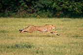 CHE 02 RK0106 25
Full Body Profile Shot Of Cheetah Running On Grass Legs In Air Cinn Zoo