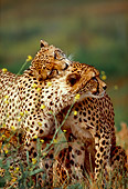 CHE 02 RK0123 09
Two Cheetahs Snuggling Together By Tall Yellow Flowers