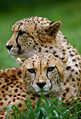 CHE 02 RK0128 01
Head Shot Of Two Cheetahs Laying On Grass One Profile And One Facing Camera