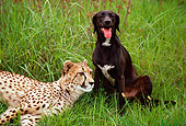 CHE 02 RK0143 01
Cheetah Laying On Grass With Black