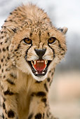 CHE 04 JZ0013 01
Close-Up Of Young Cheetah Growling Namibia