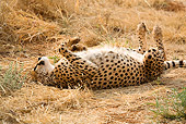 CHE 04 JZ0014 01
Young Cheetah Rolling On Back Namibia