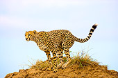 CHE 04 JZ0003 01
Cheetah Preparing To Pounce From Atop Dirt Mound Kenya