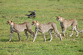 CHE 04 NE0009 01
Three Juvenile Cheetahs Walking On Grass On Savanna Kenya