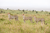 CHE 04 NE0011 01
Three Juvenile Cheetahs Standing In Grass On Savanna Kenya Profile