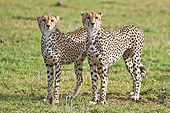 CHE 04 NE0012 01
Two Juvenile Cheetahs Standing In Grass On Savanna Kenya