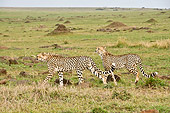 CHE 04 NE0013 01
Two Juvenile Cheetahs Walking In Grass On Savanna Kenya