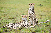 CHE 04 NE0014 01
Two Juvenile Cheetahs Laying And Sitting On Grass On Savanna Kenya