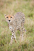CHE 04 NE0017 01
Cheetah Walking On Savanna Kenya