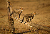 CHE 04 RW0002 01
Cheetah Cubs On Broken Tree