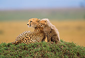 CHE 04 RW0003 01
Mother And Cub Cheetah Kenya
