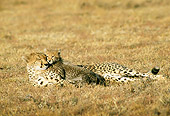 CHE 04 RW0007 01
Mother And Cub Cheetah Cuddling On Savanna Kenya
