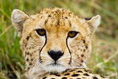 CHE 04 RW0010 01
Head Shot Of Cheetah Kenya