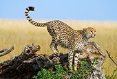 CHE 04 RW0012 01
Cheetah Standing On Log On Savanna Kenya