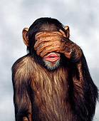 CHI 01 RK0003 01
Chimpanzee With Hands Over Eyes Gray Marble Background