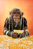 CHI 01 RC0002 01
Chimpanzee Eating Spaghetti