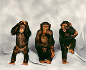 CHI 01 RK0001 02
Three Chimpanzees 