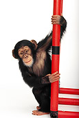CHI 01 RK0017 08
Baby Chimpanzee Climbing On Jungle Gym White Seamless