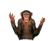 CHI 01 RK0052 07
Half Body Shot Of Chimpanzee Standing With Hands Out White Seamless
