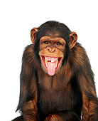 CHI 01 RK0066 02
Humorous Shot Of Chimpanzee Mouth Open White Seamless