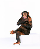 CHI 01 RK0089 02
Chimpanzee Sitting With Arms Crossed On White Seamless Background
