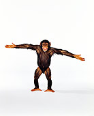 CHI 01 RK0121 04
Chimpanzee Eddie Standing On White Seamless With Arms Out