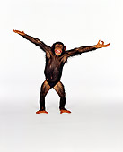 CHI 01 RK0121 13
Chimpanzee Eddie Standing On White Seamless With Arms Out